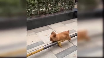 Preview 4 of Babes Got Boo - Baby Dogs - Cute Dog Videos Compilation
