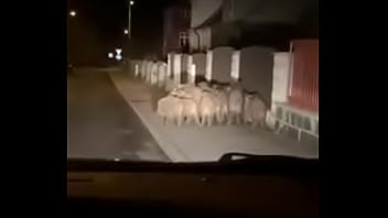 Preview 1 of Chick Galne Puchitun - Ověřovac&iacute_ video