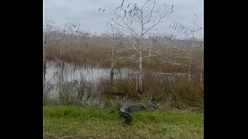 Preview 1 of Mssag Sex Xxx - Enjoying the Everglades