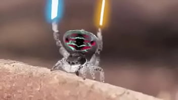 Preview 2 of Tamil S Son Porn - Random spider vid