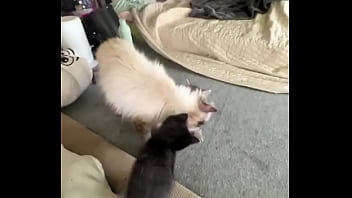 Preview 4 of Japam Nice Boods - I love cats! ️ Mia was the best cat mom possible. I rescued her pregnant from a bad household,  and she is such a ...