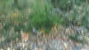 Preview 3 of Teen Coaxed Into Toying Herself - 18 year old teen does a outdoor POV blowjob. Cum on face