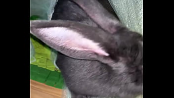 Preview 3 of Setp Bro And Sis Sleeping - Virtual bunny boop from Frank.