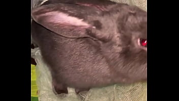 Preview 1 of Setp Bro And Sis Sleeping - Virtual bunny boop from Frank.