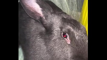 Preview 4 of Setp Bro And Sis Sleeping - Virtual bunny boop from Frank.