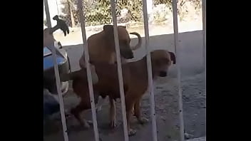 Preview 2 of Bulky Trkish - Perros follan en un Camaro
