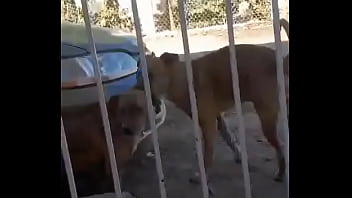 Preview 1 of Bulky Trkish - Perros follan en un Camaro