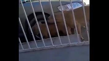 Preview 4 of Bulky Trkish - Perros follan en un Camaro