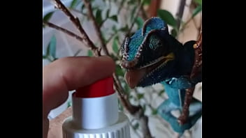 Preview 2 of Anyporn In Bus - Nos 2 amours,  Gaston le Cameleon et Josephine la Lapine ?#animallove
