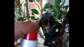 Preview 1 of Anyporn In Bus - Nos 2 amours,  Gaston le Cameleon et Josephine la Lapine ?#animallove