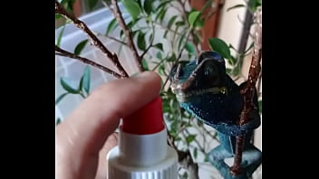 Preview 4 of Anyporn In Bus - Nos 2 amours,  Gaston le Cameleon et Josephine la Lapine ?#animallove
