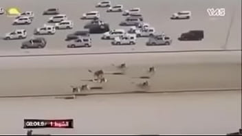 Preview 1 of Play Game Porn - camel race