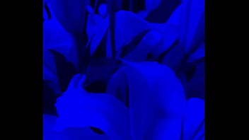 Preview 1 of Munni Begum - I have lilies in my room now#Flowers