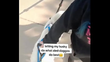 Preview 2 of Audio Choti - My husky pulling his older brother in the wagon??