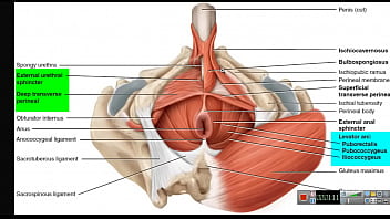 Preview 2 of Domkarin Anyas Initiation - Increase your Penis just Keeping PC Muscle Contracted using Maximum Force! This is the most effective Kegel Exercise!