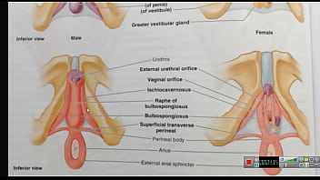 Preview 4 of Domkarin Anyas Initiation - Increase your Penis just Keeping PC Muscle Contracted using Maximum Force! This is the most effective Kegel Exercise!