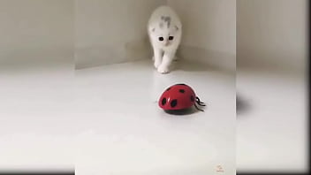 Preview 2 of Mia Khalifa Open Boobs - Baby Cats - Cute Baby Cat Videos Compilation