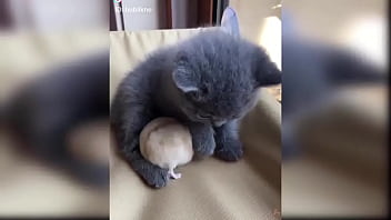 Preview 1 of Mia Khalifa Open Boobs - Baby Cats - Cute Baby Cat Videos Compilation
