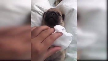 Preview 2 of Girl Having Sex While Massage - Baby Dogs - Cute Dog Videos Compilation