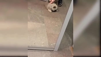 Preview 3 of Girl Having Sex While Massage - Baby Dogs - Cute Dog Videos Compilation