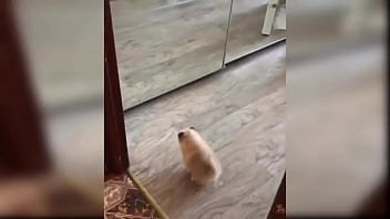 Preview 1 of Girl Having Sex While Massage - Baby Dogs - Cute Dog Videos Compilation