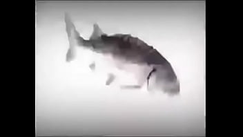 Preview 4 of Bukep Sama Kuda - SPINNER FISH fuck his step sis