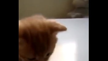 Preview 2 of Ichigo Inohe - Un gato,  no es gay pero simplemente epico