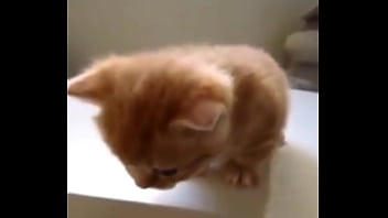 Preview 4 of Ichigo Inohe - Un gato,  no es gay pero simplemente epico