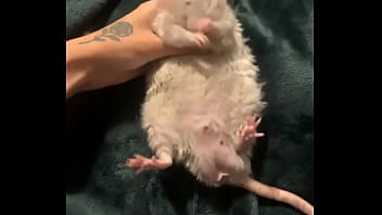 Preview 2 of Xxx Anmals And Girls - literally this chonka rodent has no idea how much he helps my mental health
