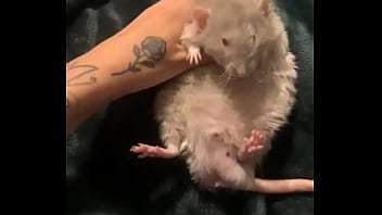 Preview 3 of Xxx Anmals And Girls - literally this chonka rodent has no idea how much he helps my mental health