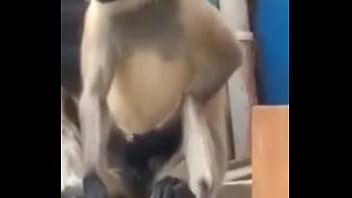 Preview 3 of Xxx Vioba Com Hinaa - Monkey