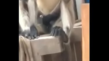 Preview 1 of Xxx Vioba Com Hinaa - Monkey