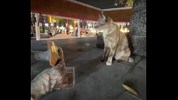 Preview 3 of A Escola - Nothing to see here - not a crazy cat lady feeding stray cats in Thailand :D