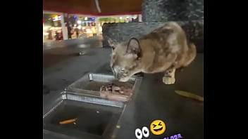 Preview 4 of A Escola - Nothing to see here - not a crazy cat lady feeding stray cats in Thailand :D