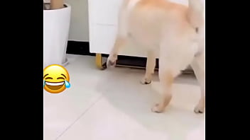 Preview 3 of Naluto Hentai - Perro inteligente