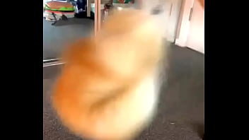 Xxxvid 0e
