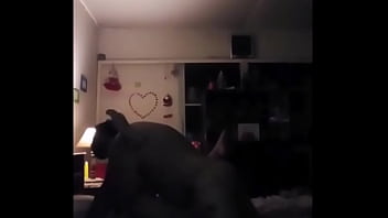 Foxydy Creampie Compilation