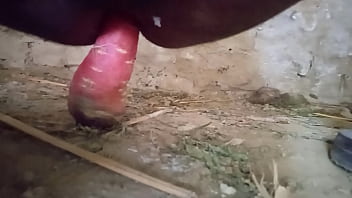 Cbt Glansectomy