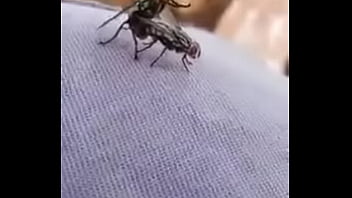 Reap Kidnap Sex Video