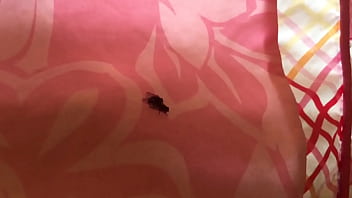 Very Beeg Dick Ass