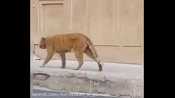 Vidio Bokef Seru