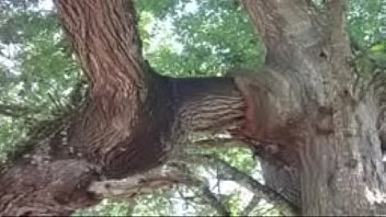Thorny Son