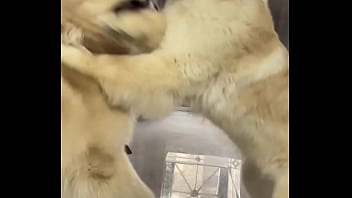 Hd Sexy Hot Lun Girl Video